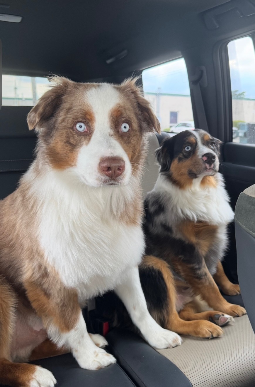 Rio and Nova, the two Australian shepherd shop dogs of Press House, riding along to the Plainview studio